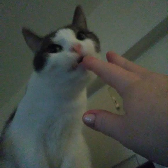 Meet your Posher, Lisa - Picture 7 of 16